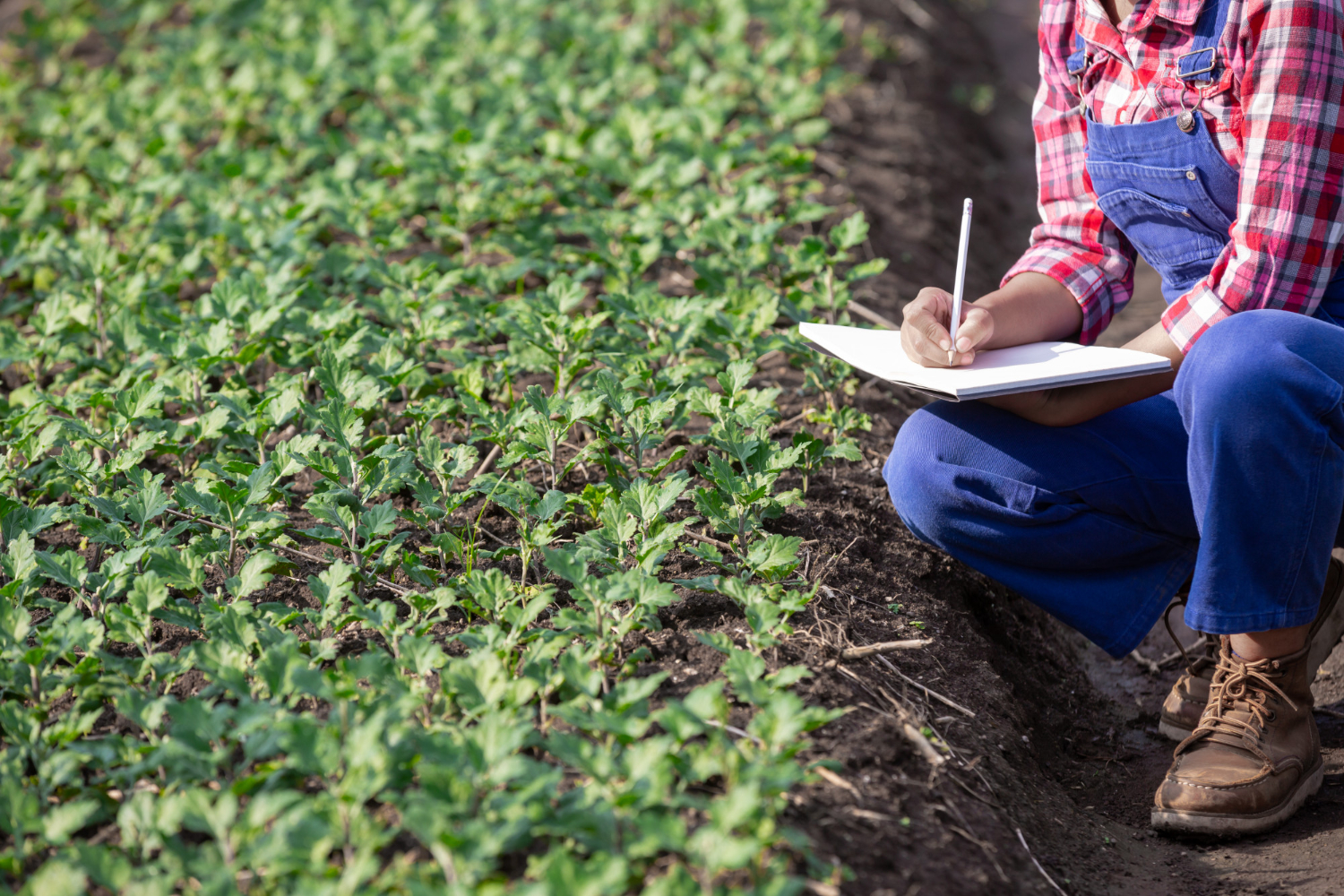 Como o produtor rural pode reduzir a carga tributária com um bom planejamento contábil